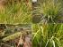 Acorus gramineus Acorus gramineus